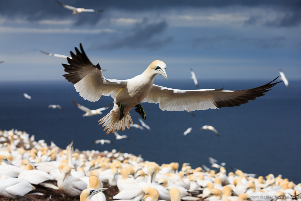 Crowded Landing