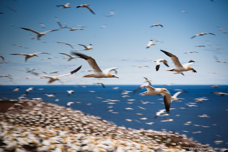 Gannet Mayhem