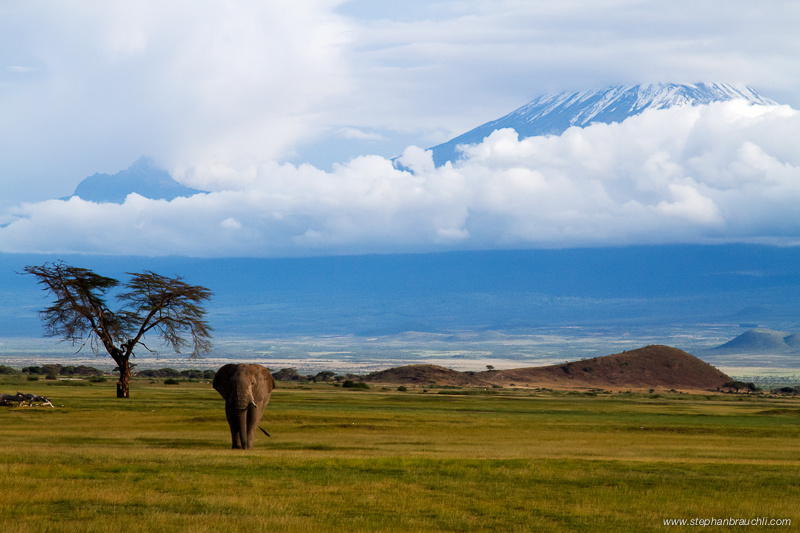 Lone Bull with Kilimanjaro