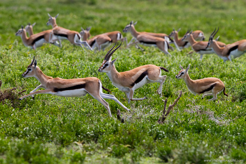 Thompson's Gazelles