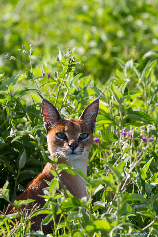 Caracal