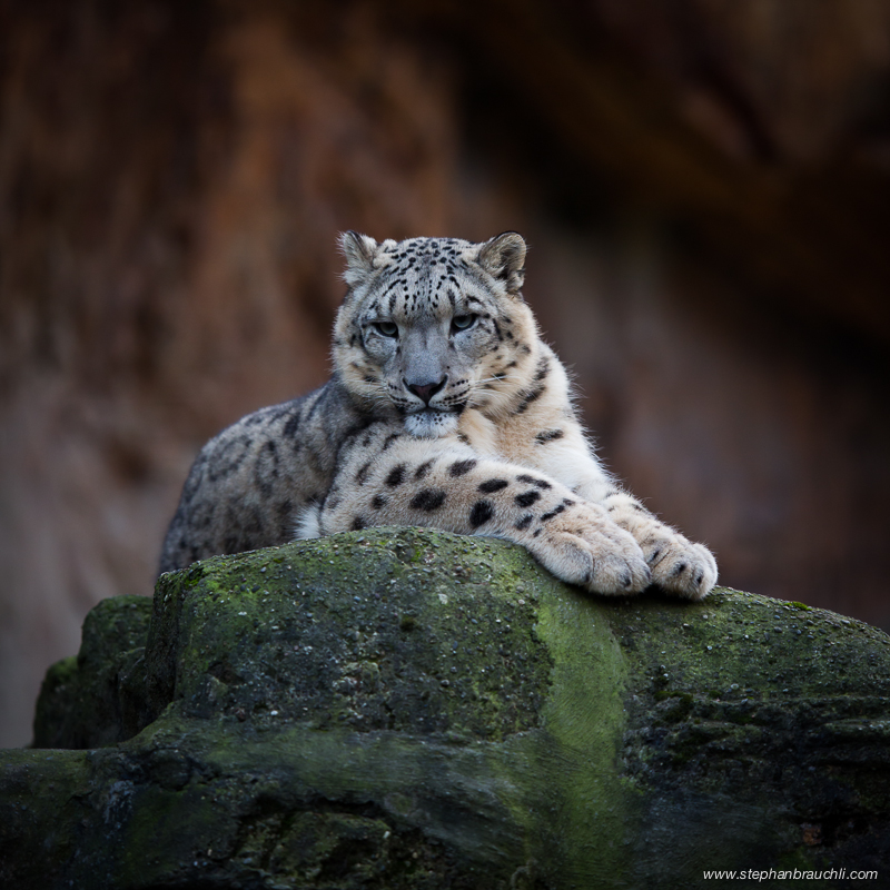 Snow Leopard Portrait