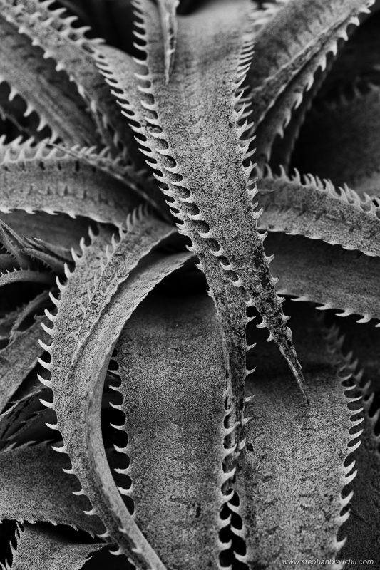 Cactus Highway - cactus close-up photo