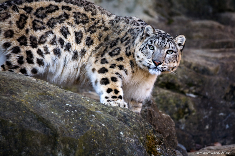 Snow Leopard Portrait