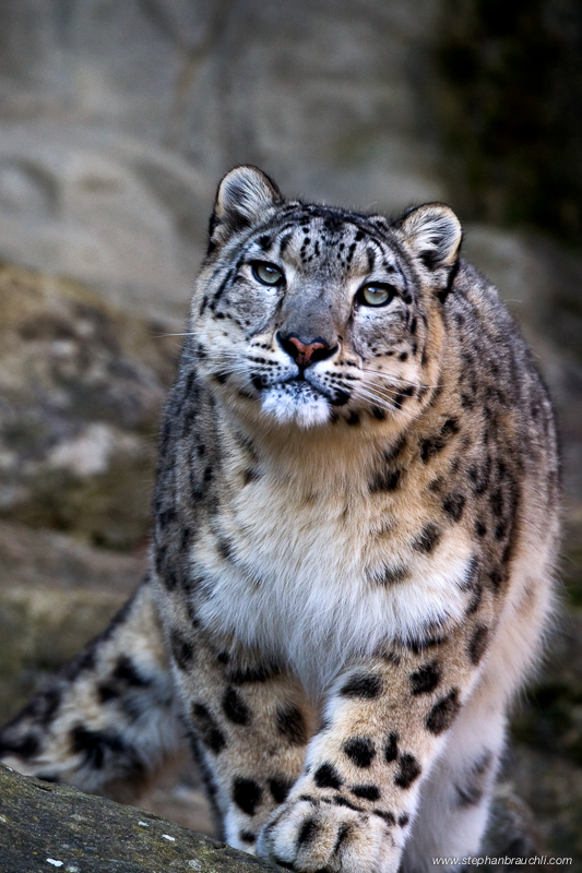 Snow Leopard Portrait