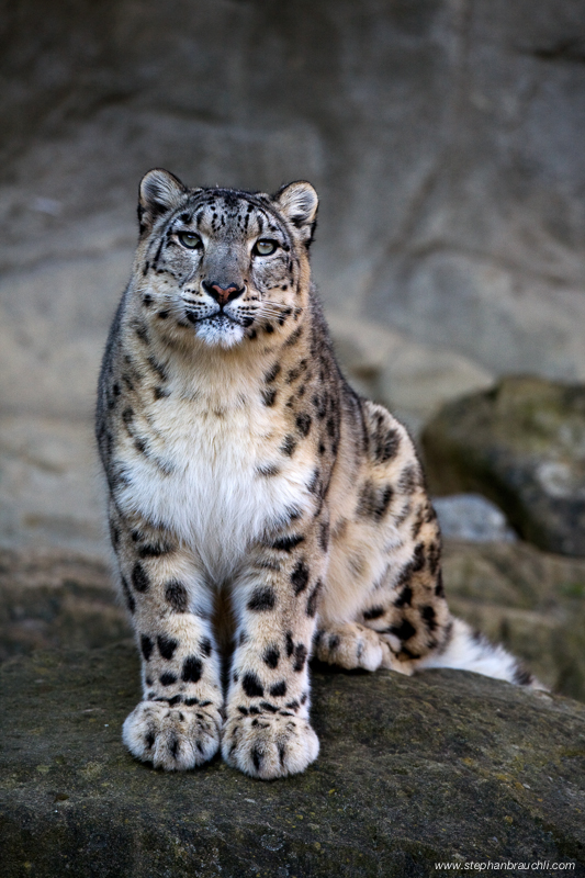 Snow Leopard Portrait