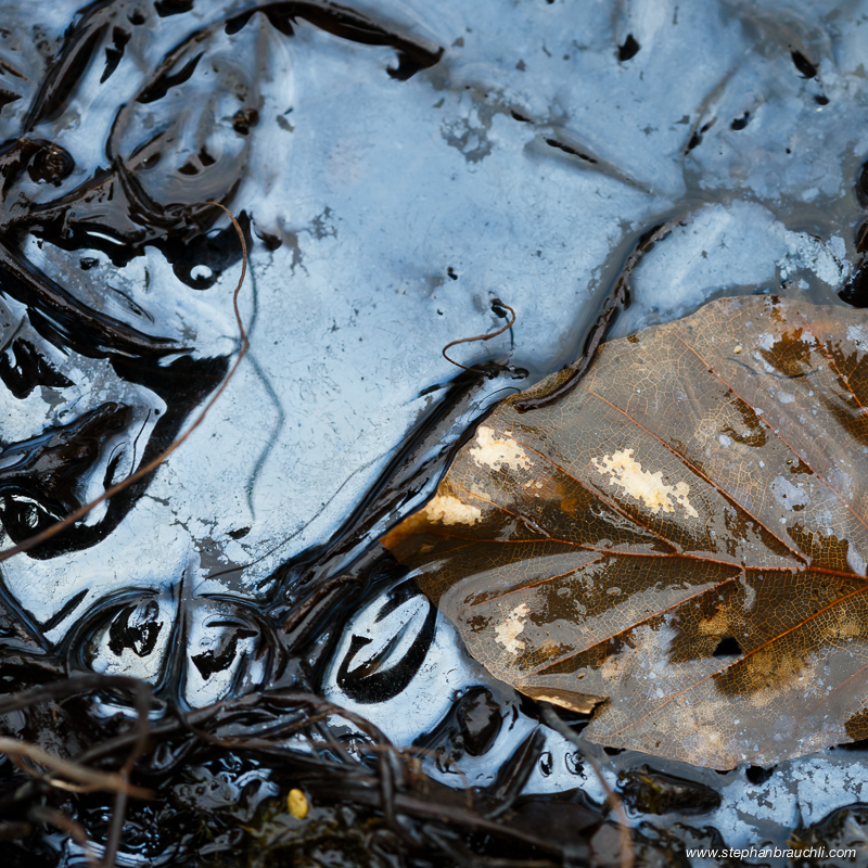 Macro Landscapes - Golden Leaf