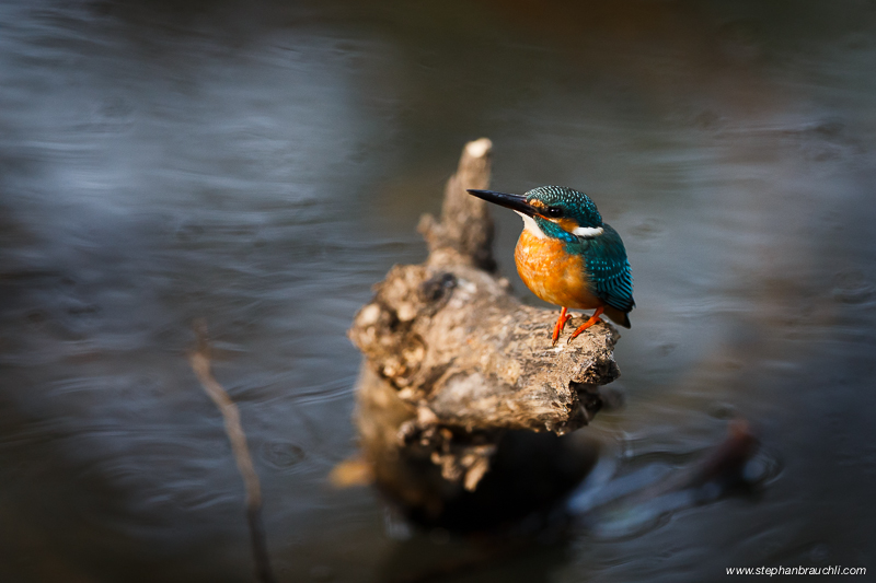 Kingfisher