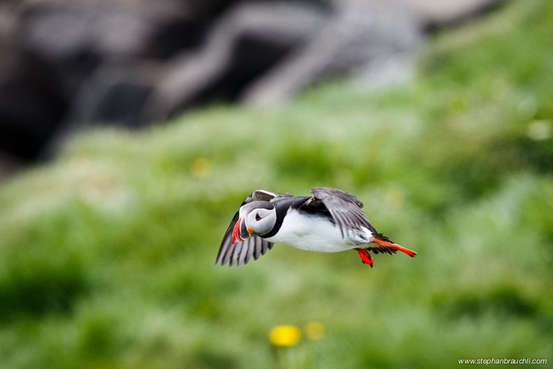 Puffin in flight