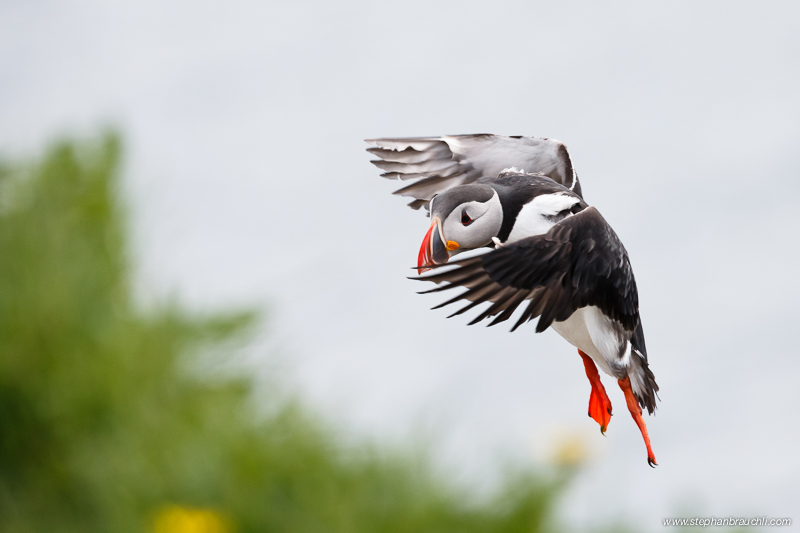 Puffin Landing