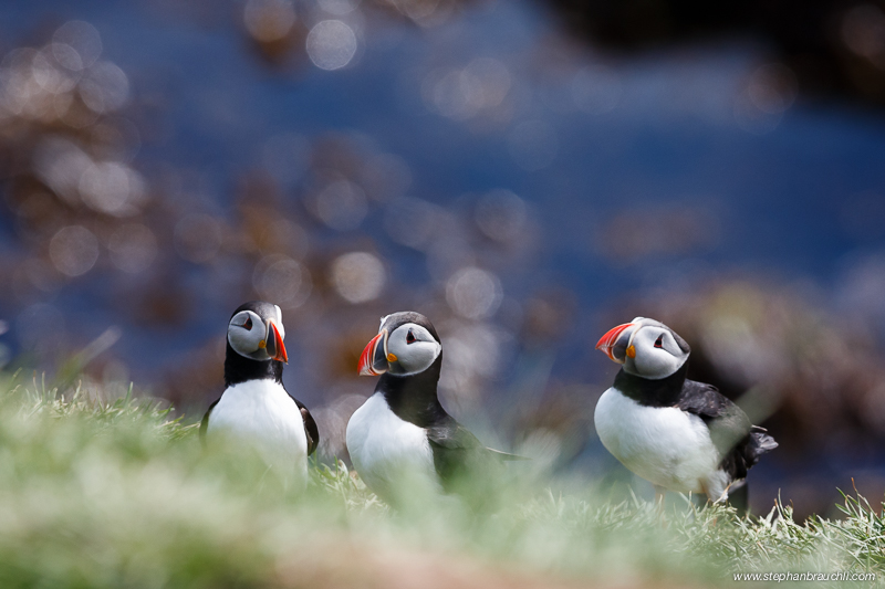 Bokeh Puffins