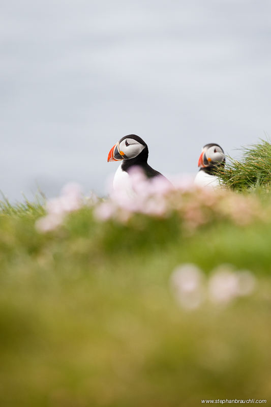 Puffins in Pink