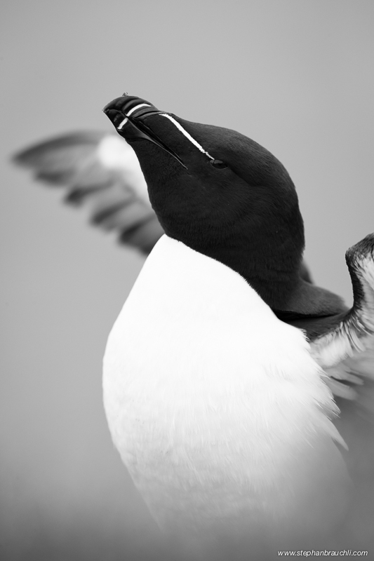 Razorbill