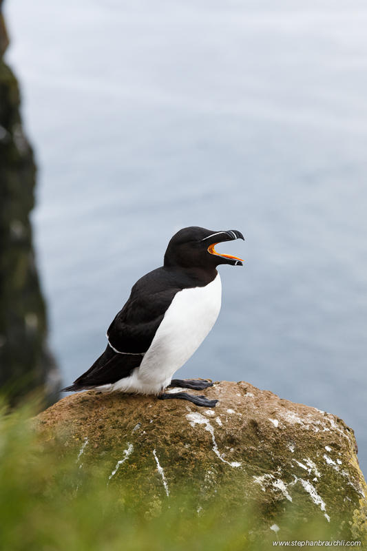 Razorbill's Lament