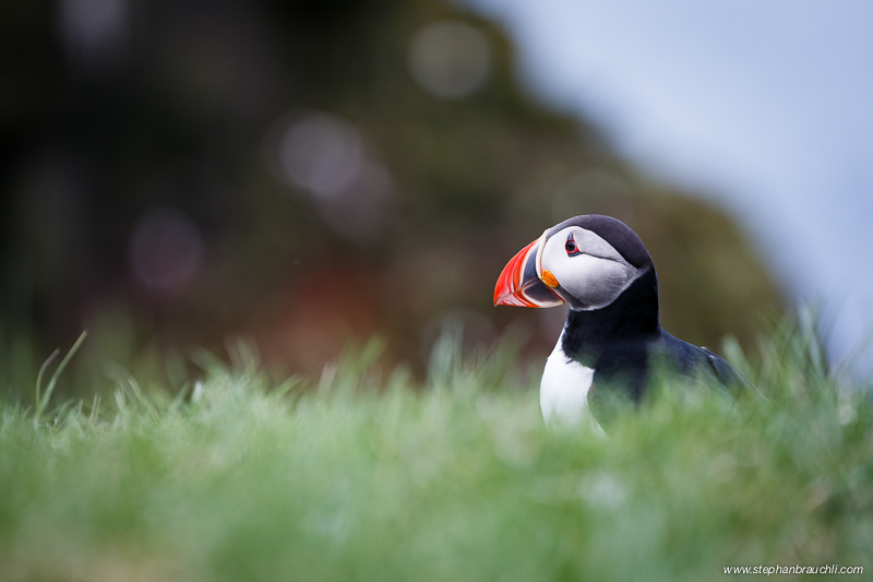 Puffin in flight