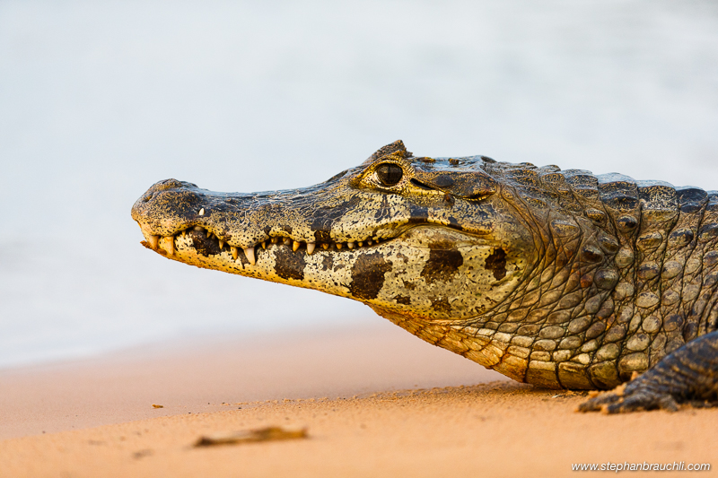 Jacaré (Cayman) - Pantanal, Brazil