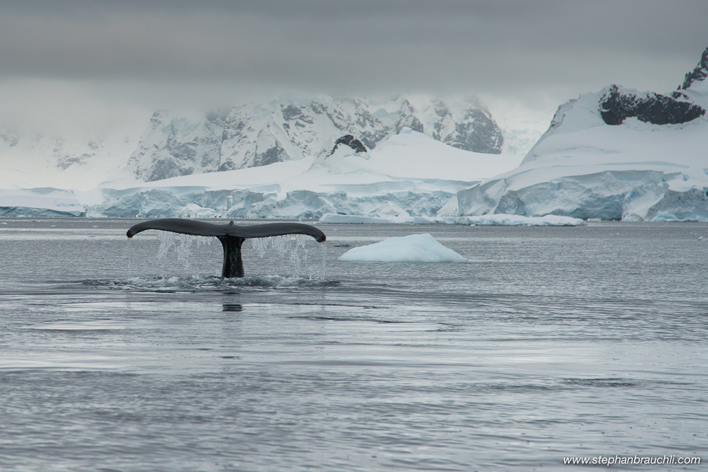 Antarctica 