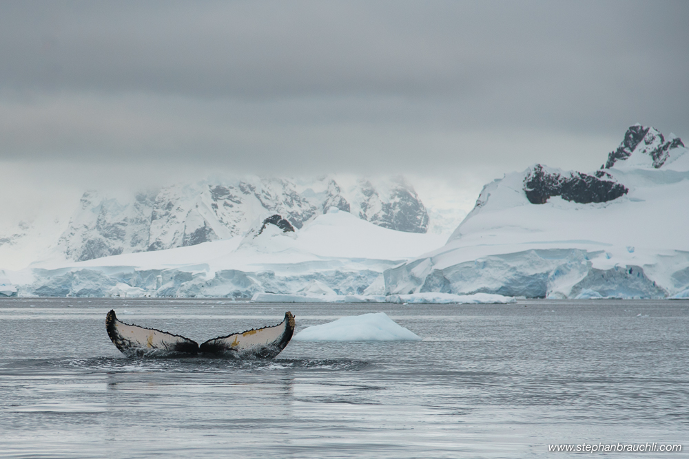 Antarctica