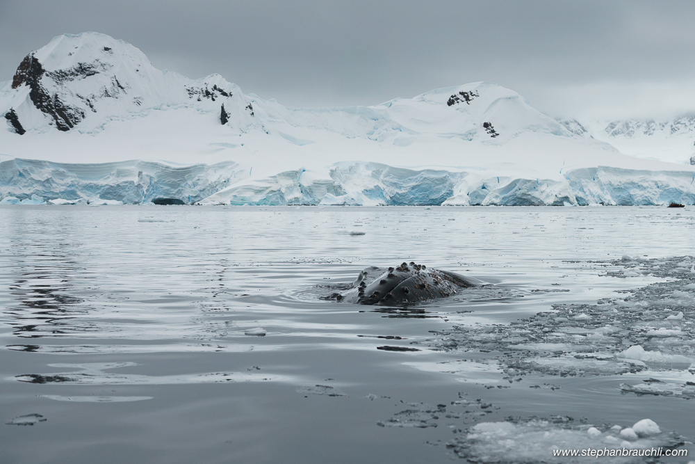 Antarctica