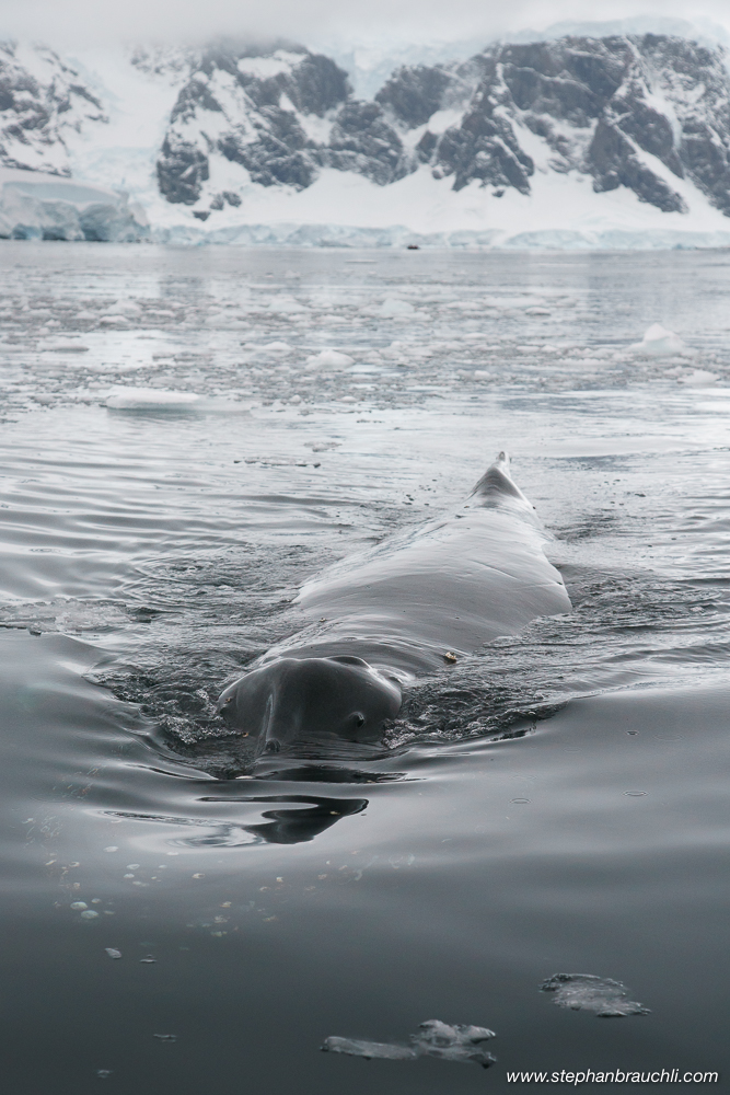 Humpback whale