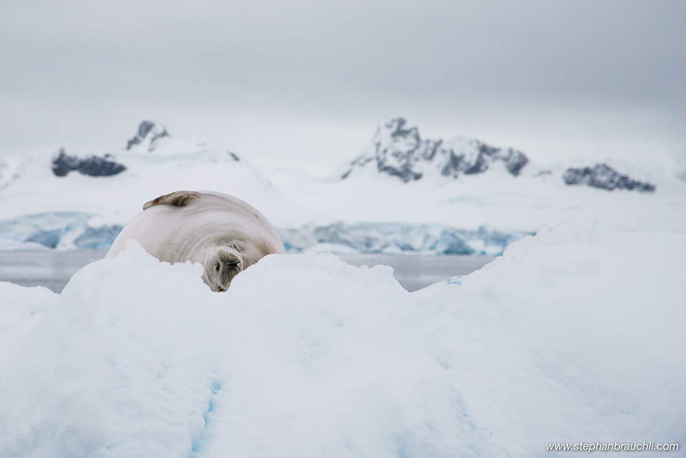 Antarctica