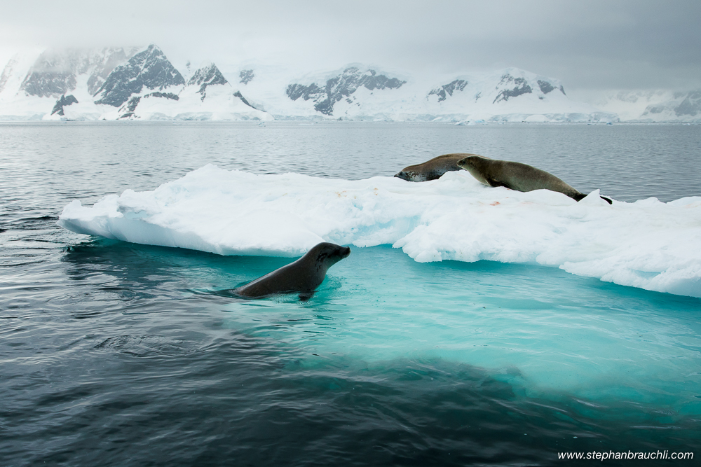 Antarctica