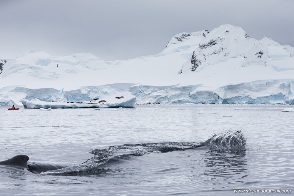 Antarctica