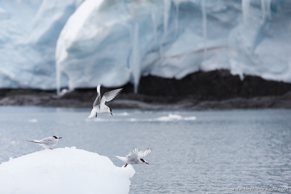 Antarctic Terns