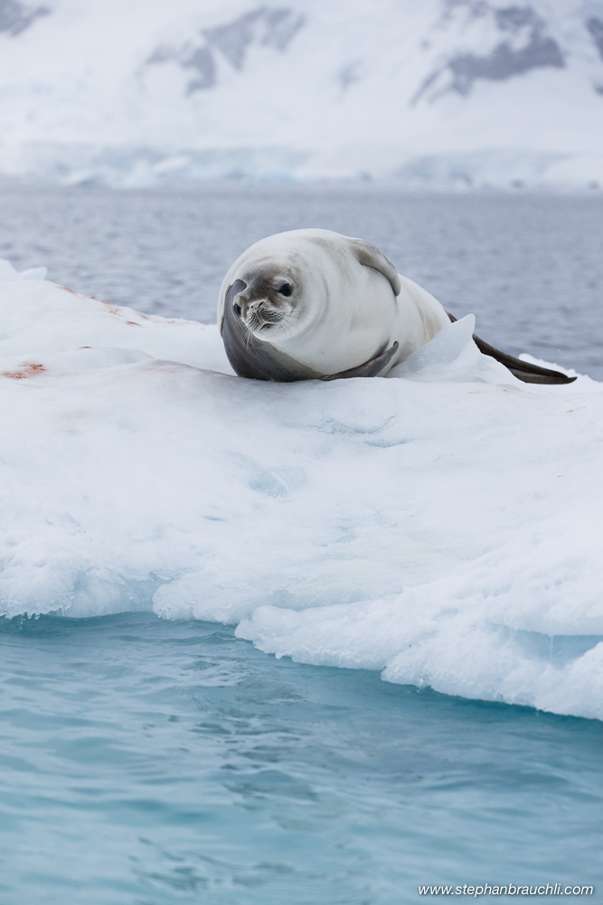 Antarctica