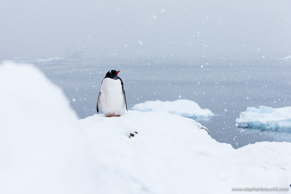 Penguin in the snow