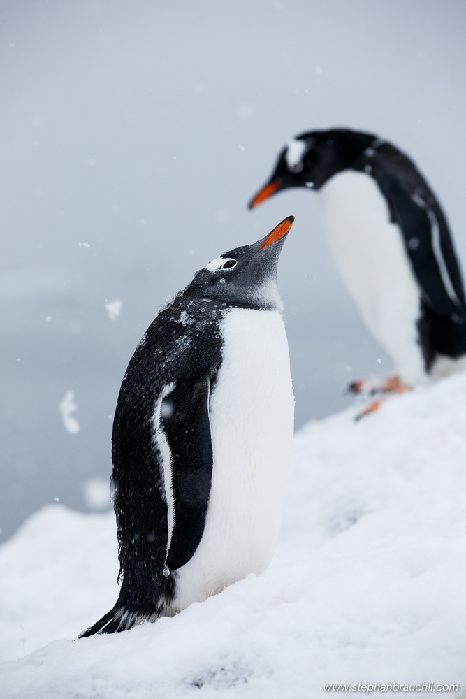 Penguin Portrait