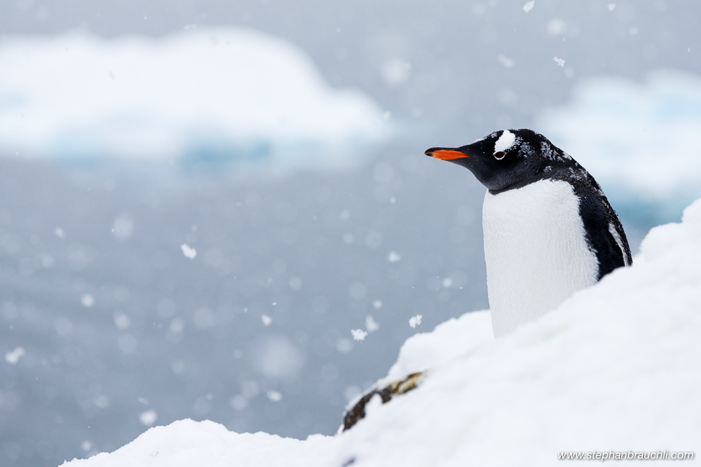 Penguin in the snow