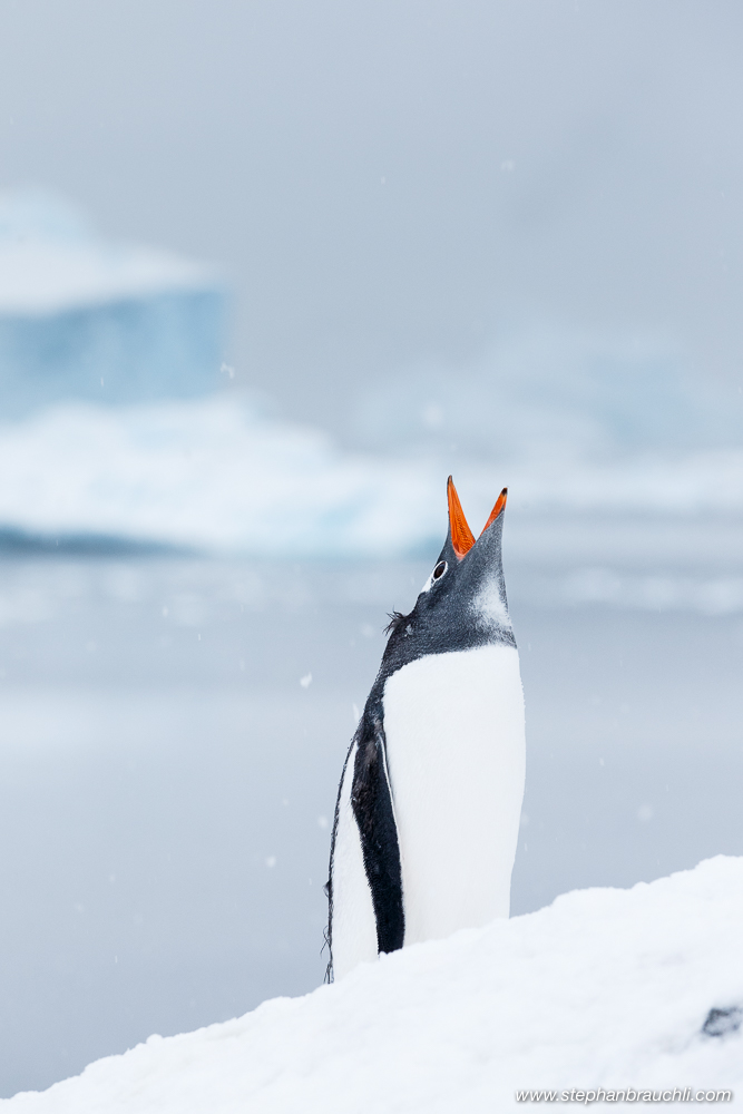 Gentoo 