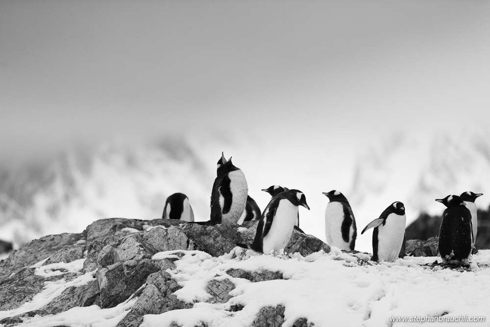 Gentoo Penguins