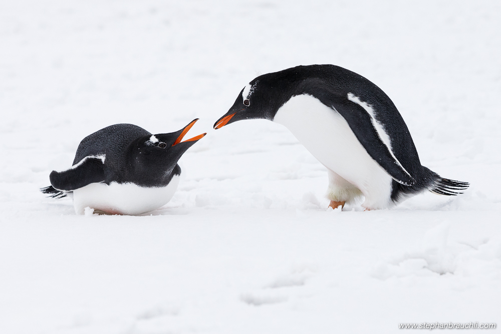 Gentoo Penguins