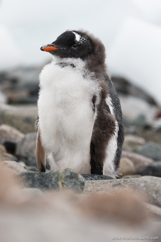 Penguin chick