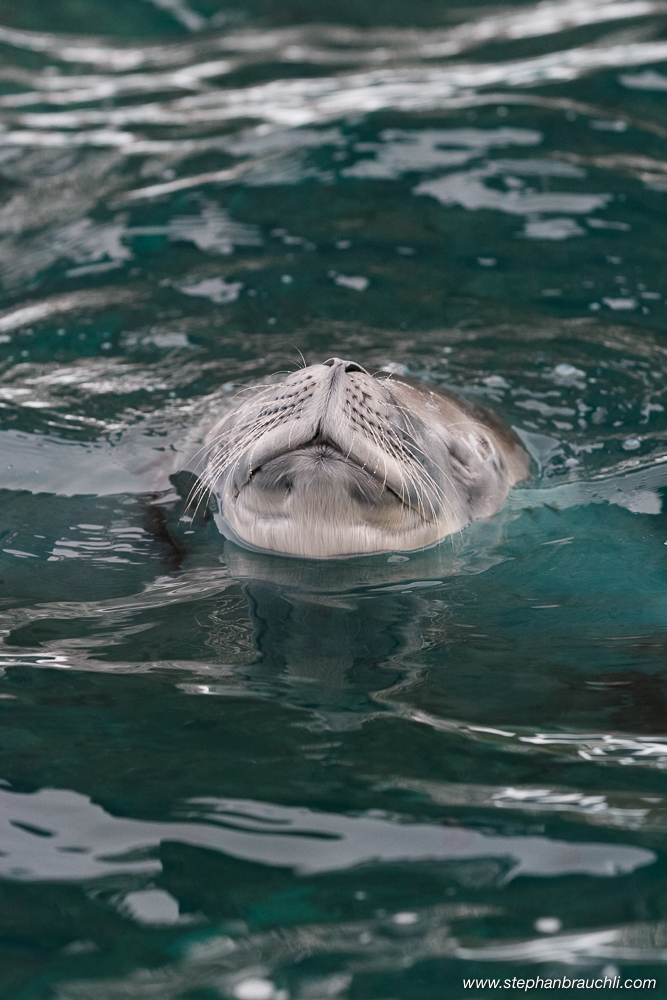 Sleeping seal