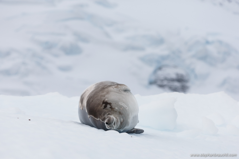 Crabeater seal