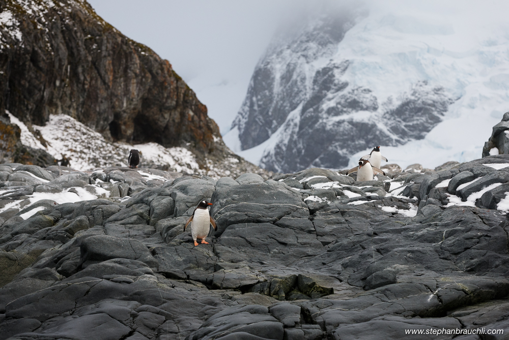 Penguin colony