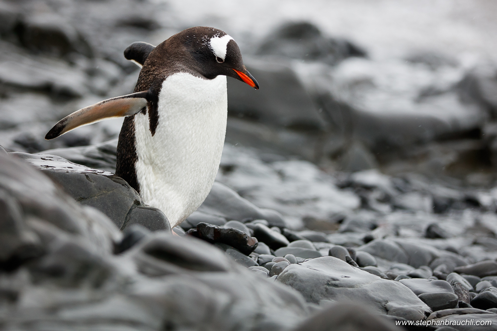 Penguin