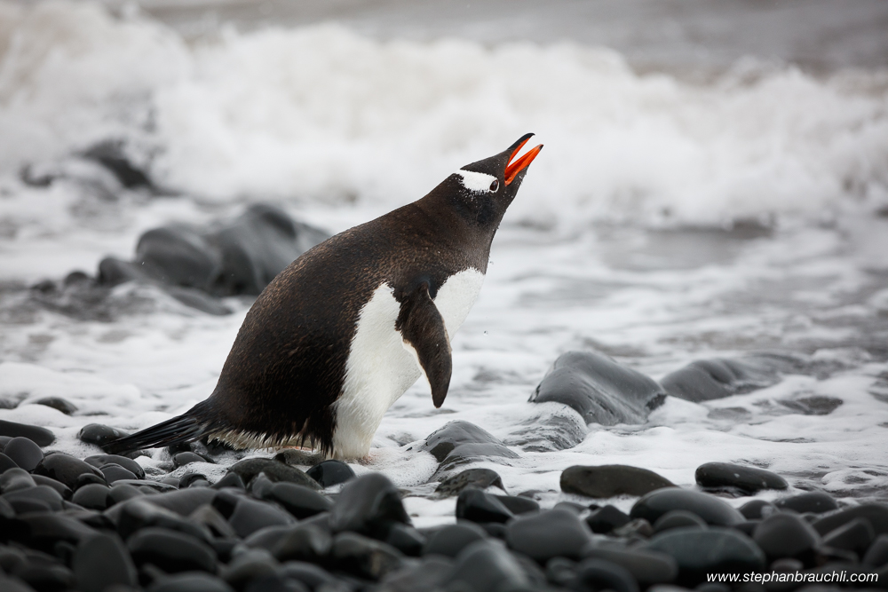 Drinking Penguin