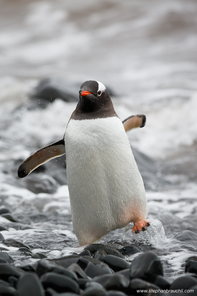 Gentoo