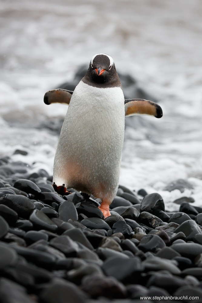 Gentoo Penguin