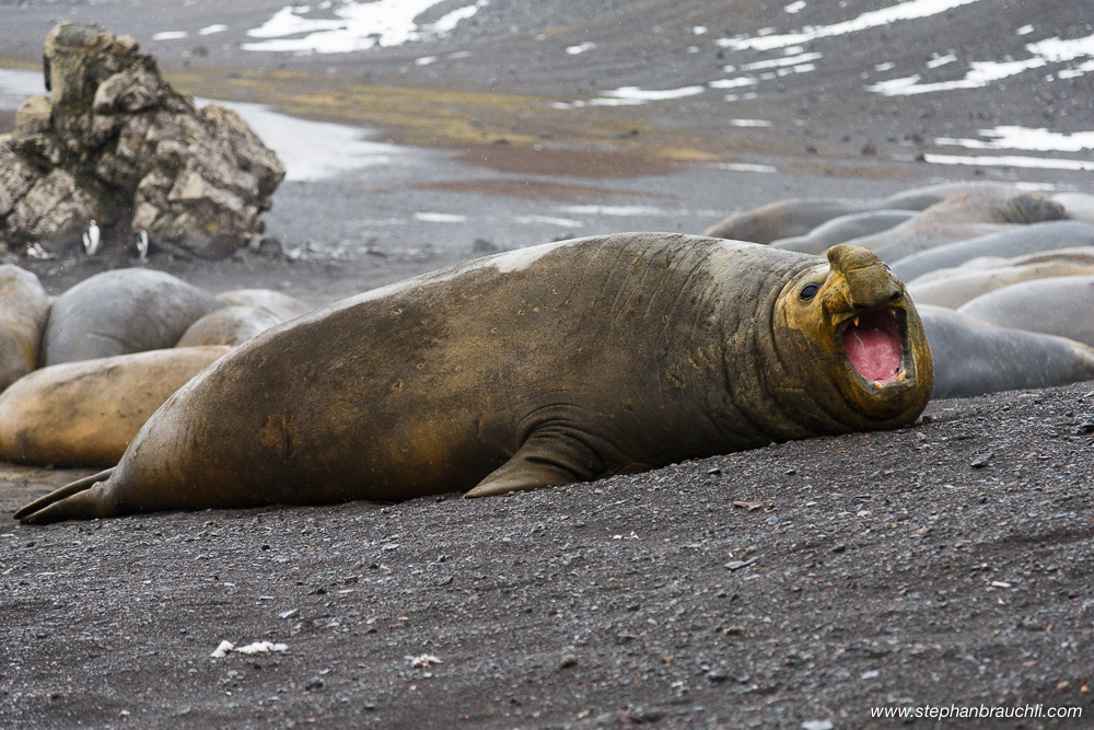 Elephant seal